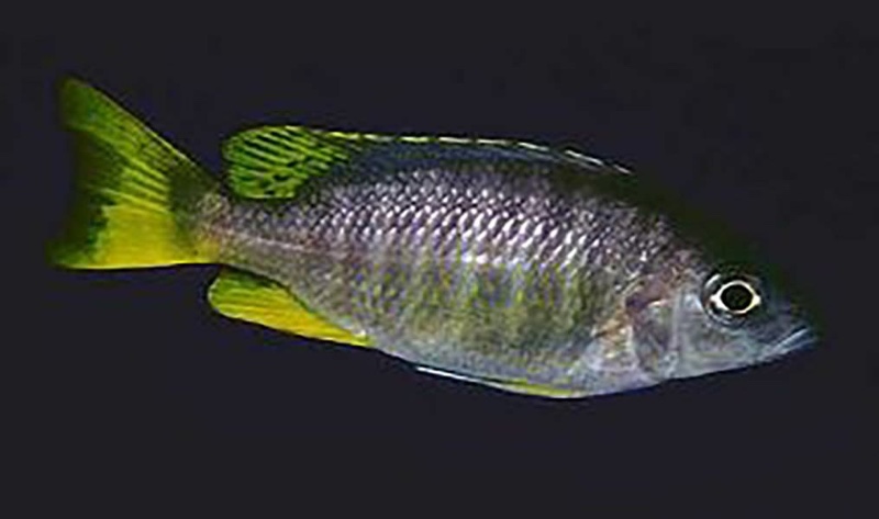 Copadichromis sp. 'taiwan yellow' Taiwanee Reef